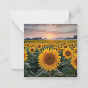 Carte De Correspondance Horizon radiant : Les tournesols à l'aube