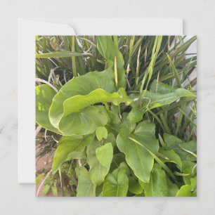 Carte De Correspondance Jardin Jardin Closeup Nature extérieure Photo