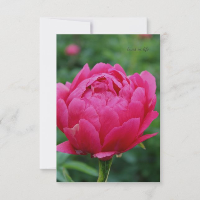 Carte De Correspondance Joli Peony Jardin Rose (Devant)