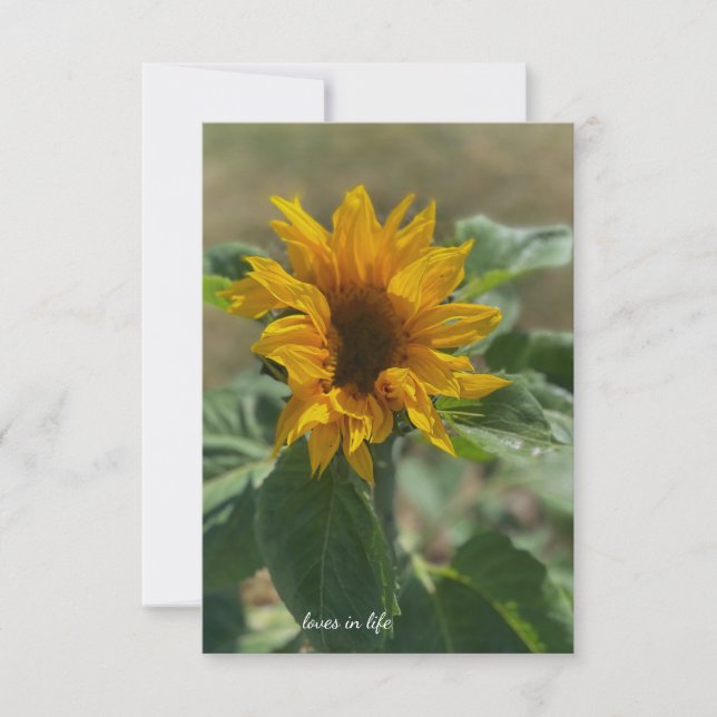 Carte De Correspondance Joli tournesol (Devant)
