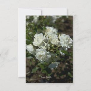 Carte De Correspondance Jolies roses blanches