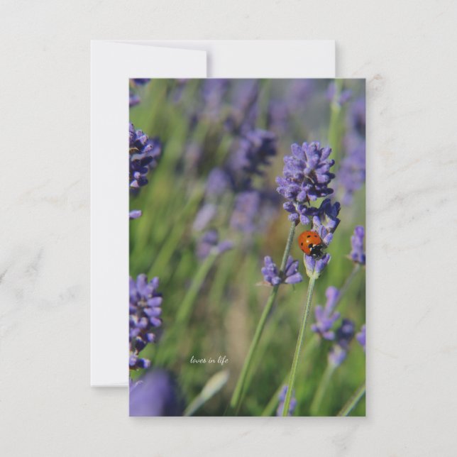 Carte De Correspondance Lady Bug & Lavender (Devant)