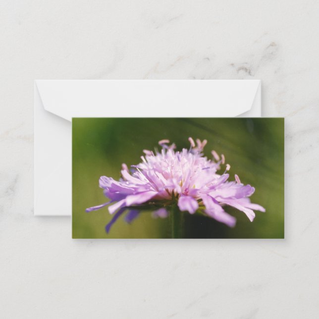 Carte De Correspondance Lilac Scabious (Knautia arvensis) Fleur (Devant)