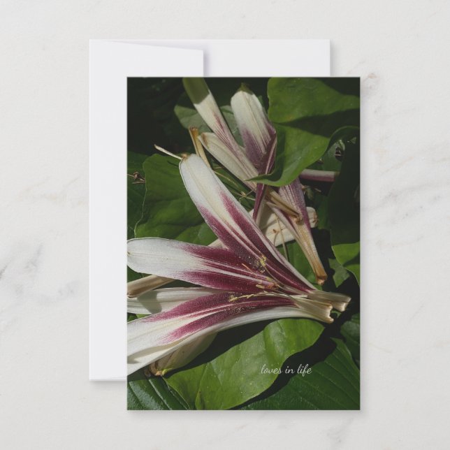 Carte De Correspondance Lily Petals (Devant)