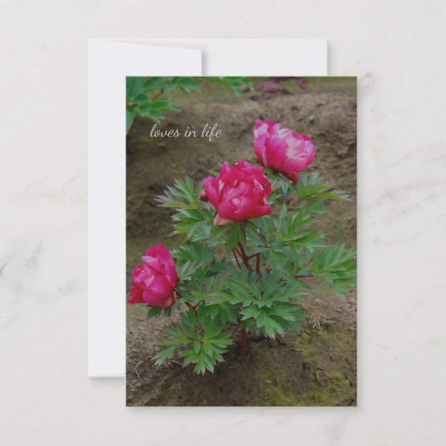 Carte De Correspondance Little Peony Bush (Devant)