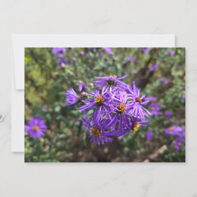 Carte De Correspondance Lueur violette de l'automne (Devant)