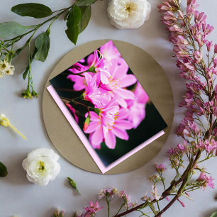 Carte De Correspondance Lumière rose féminine florale photographie nature
