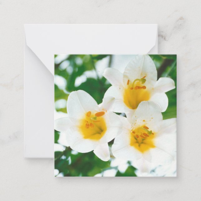 Carte De Correspondance Lys blancs rustiques - Lilium candidum (Devant)