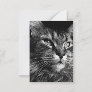 Carte De Correspondance Maine cocon cat 3,5 x 2,5