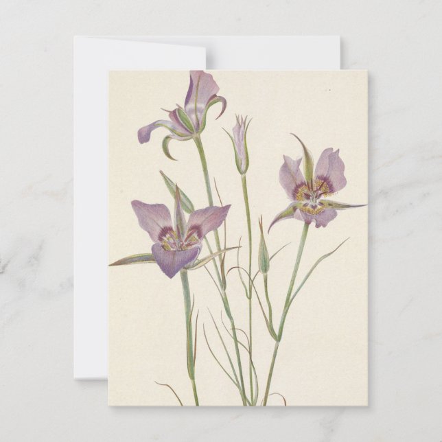 Carte De Correspondance Mariposa Sagebrush par Mary Vaux Walcott (Devant)