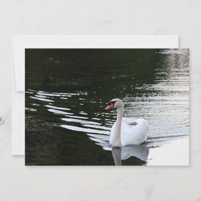 Carte De Correspondance Mute Swan (Devant)