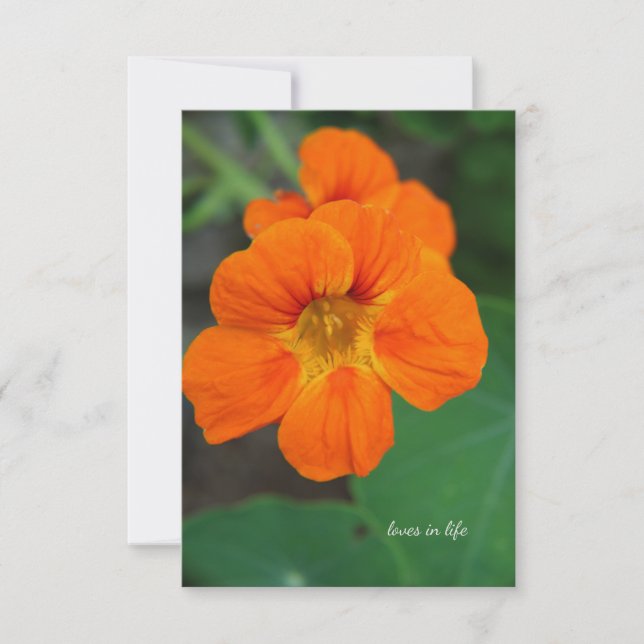Carte De Correspondance Nasturtium (Devant)