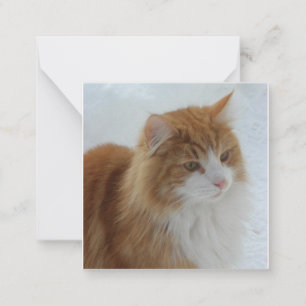 Carte De Correspondance Norwegian_Forest_Cat