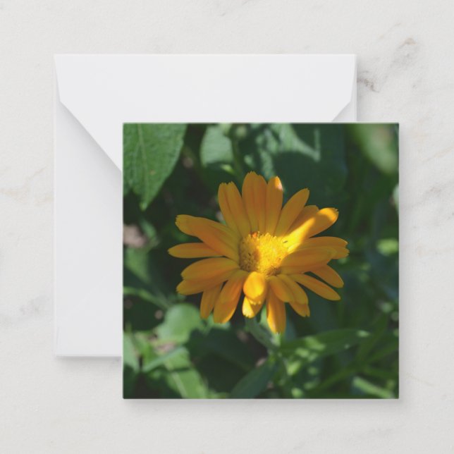 Carte De Correspondance Orange Pot Marigold Flower (Calendula officinalis) (Devant)