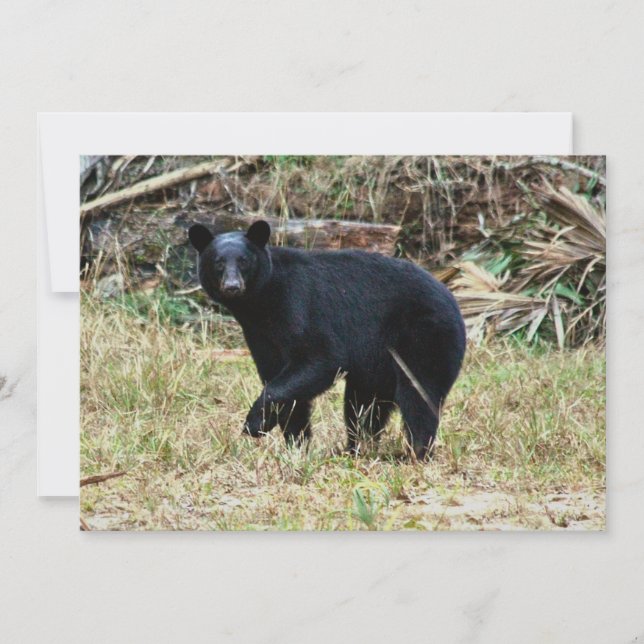 Carte De Correspondance Ours noir de Floride (Devant)