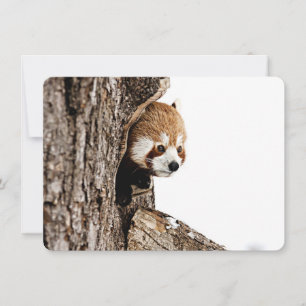 Carte De Correspondance Panda roux regardant dehors d'un tronc d'arbre