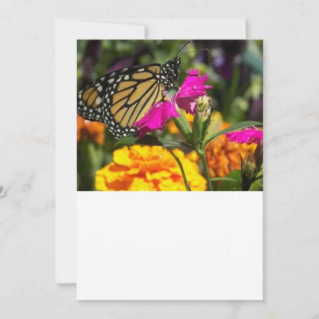 Carte De Correspondance Papillon Monarque sur Marigold rose (Devant)