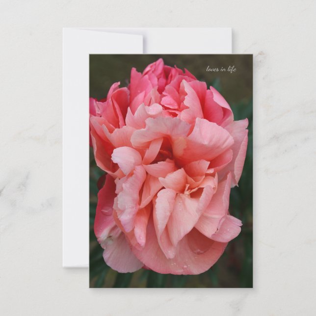 Carte De Correspondance Peony rose (Devant)