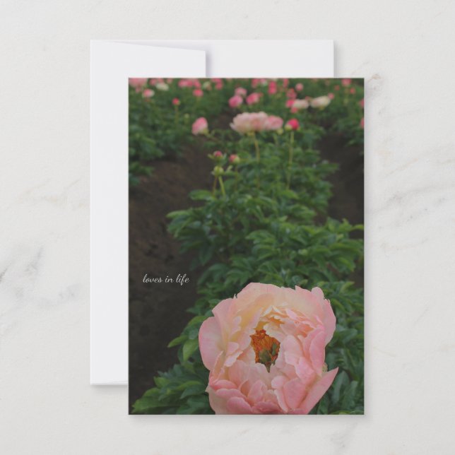 Carte De Correspondance Peony rose indépendant (Devant)