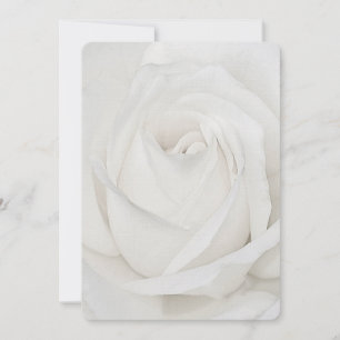 Carte De Correspondance Pétales de rose blanche