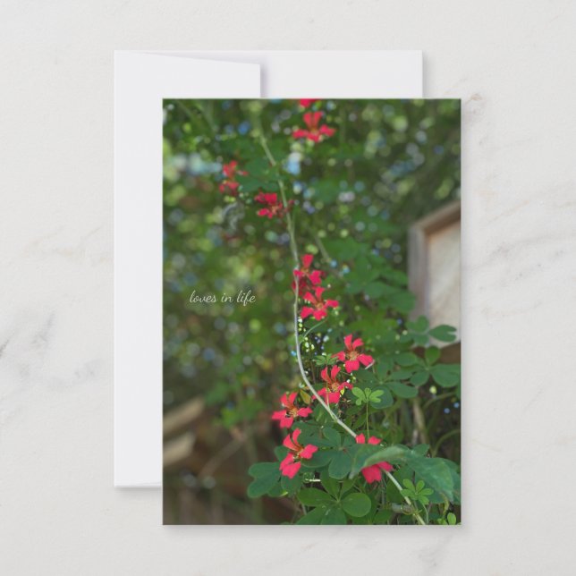 Carte De Correspondance Petite vigne à fleurs estivale (Devant)
