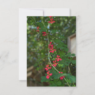 Carte De Correspondance Petite vigne à fleurs estivale