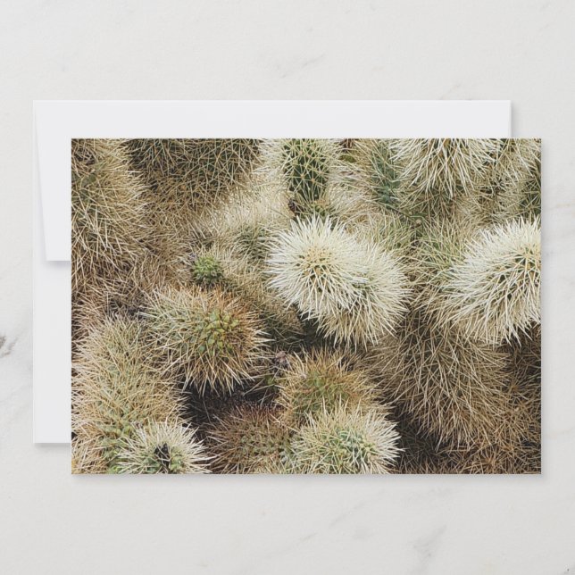 Carte De Correspondance Photo Cholla Cactus (Devant)