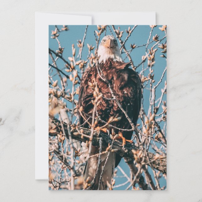 Carte De Correspondance Photo d'aigle incroyable (Devant)