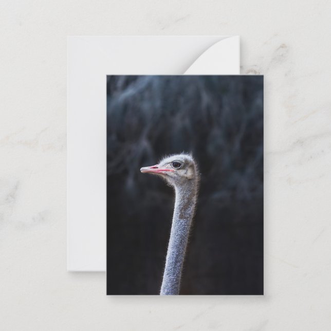Carte De Correspondance Photographie d'autruche (Devant)