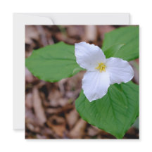 Photographie de Trillium de printemps non retouché