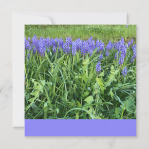 Carte De Correspondance Photographie de Violet Bluebells - Herschberg, All
