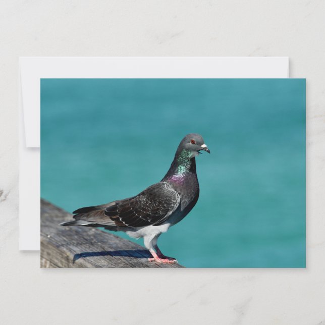 Carte De Correspondance Pigeon (Devant)