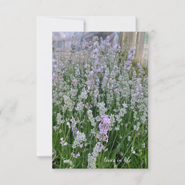 Carte De Correspondance Pinkish White Lavender Plantes (Devant)