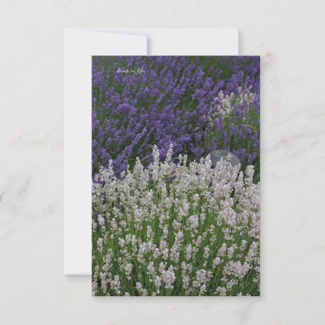 Carte De Correspondance Plantes de lavande violet et blanc (Devant)