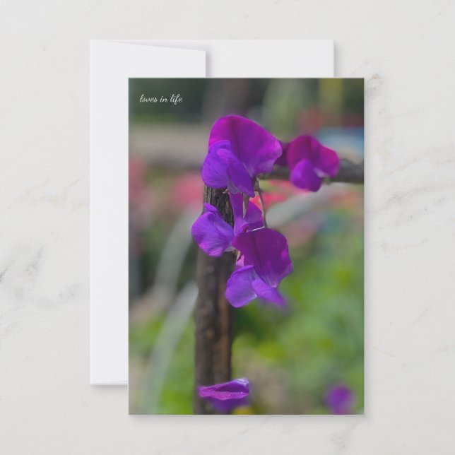 Carte De Correspondance Pois doux pourpre (Devant)