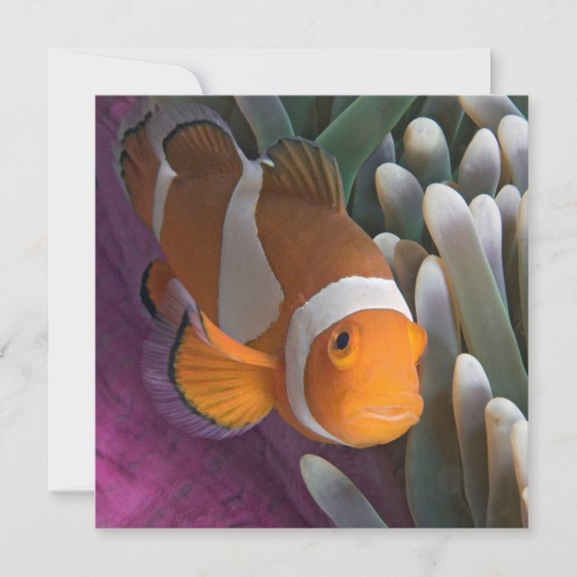 Carte De Correspondance Poisson clown occidental (Devant)
