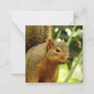 Carte De Correspondance Portrait d'un écureuil Nature Animal Photographie