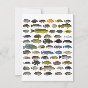 Carte De Correspondance Poster du groupe Cichlid