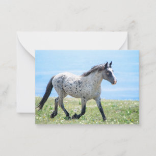 Carte De Correspondance Pryor Mountain Wild Mustang Mica/Mato Ska
