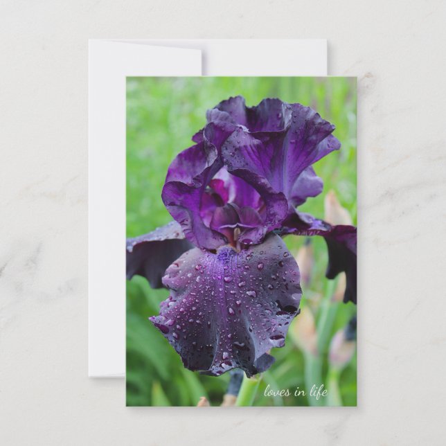 Carte De Correspondance Purple, Iris Humide (Devant)