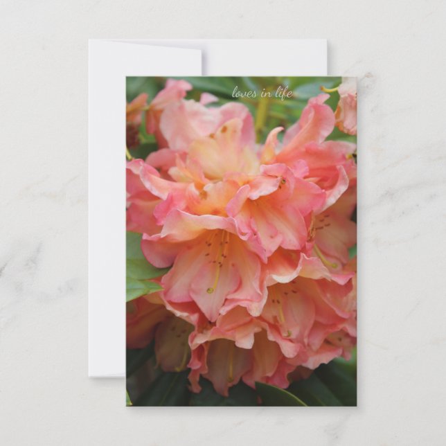 Carte De Correspondance Rhododendron de couleur Peachy (Devant)