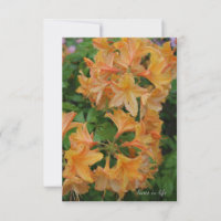 Rhododendron jaune