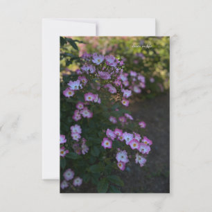 Carte De Correspondance Rose rose et blanc Bush