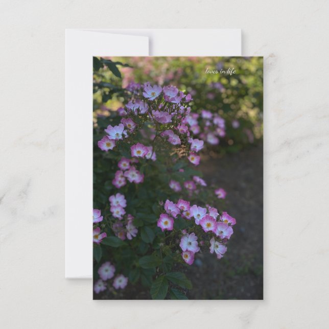 Carte De Correspondance Rose rose et blanc Bush (Devant)