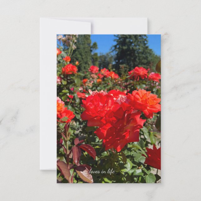 Carte De Correspondance Roses orange, Ciel bleu (Devant)