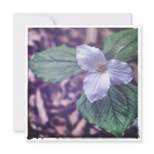 Sprint Trillium Autochrome Style