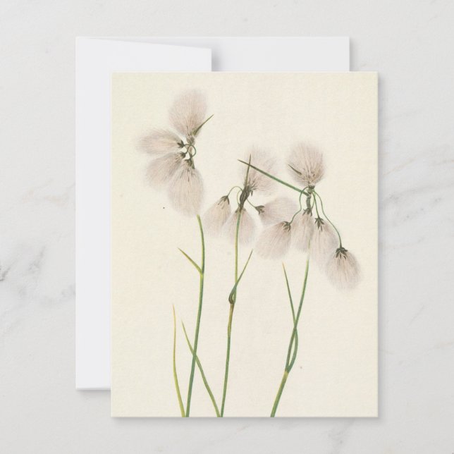 Carte De Correspondance Tassel Cottongrass par Mary Vaux Walcott (Devant)