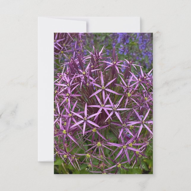 Carte De Correspondance Tête du grand allium (Devant)