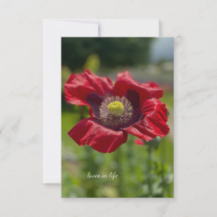 Carte De Correspondance Très ouvert Rouge Poppy