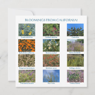 Carte De Correspondance unMondeACelerer: FLEURS DE CALIFORNIE !